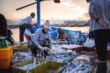 Hội Nghề cá Việt Nam phản đối Trung Quốc ra quy chế cấm đánh bắt cá trên Biển Đông