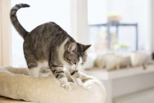 Vì sao mèo hay thực hiện động tác “nhào bột”?