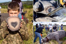 Nam Phi: Phát hiện điều bất ngờ khi cưa sừng tê giác để…. bảo vệ chúng