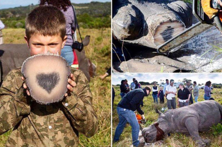 Nam Phi: Phát hiện điều bất ngờ khi cưa sừng tê giác để…. bảo vệ chúng