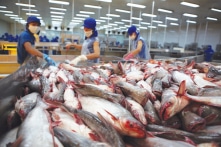 Thủy sản Việt Nam bị EU kéo dài ‘thẻ vàng’ thêm 6 tháng