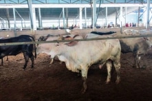 Phạt 70 triệu đồng trang trại nuôi bò gây ô nhiễm