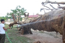 Phó thủ tướng yêu cầu làm rõ vụ chở 3 cây đa quá khổ