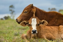 Lại phải nộp phí chăn thả trâu, bò