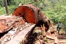 Quảng Nam: Điều tra vụ hàng chục cây gỗ lim hàng trăm năm tuổi bị chặt hạ