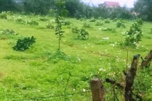 Hà Tĩnh: 164 cây bưởi Phúc Trạch của người dân bị chặt hạ trong đêm