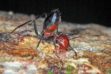 Tìm thấy loài “kiến nổ” ở đảo Borneo: Hy sinh vì cả đàn