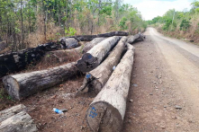 Vụ Phượng ‘râu’: Bắt thêm một đối tượng cốt cán