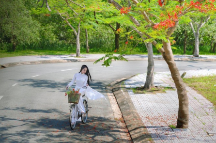 “Ta đã đi qua mấy mùa hoa phượng nở?”