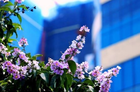 Hà Nội: Bằng lăng thức giấc gọi hè về