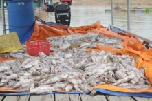 Gần 1.000 tấn cá lồng bè chết trắng sông La Ngà