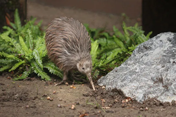 chim kiwi