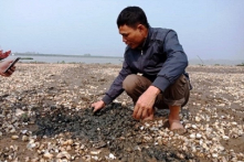 Thanh Hóa: Hơn 90 tấn ngao nuôi chết trắng đồng do tảo nở hoa