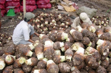 Trung Quốc giảm mua, khoai môn rớt giá từ 30.000 xuống 7.000 đồng/kg