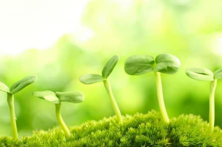 Vì sao thực vật có thể phân biệt được họ hàng của chúng?