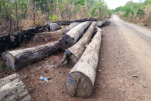 Đình chỉ 4 cán bộ đồn biên phòng liên quan đến Phượng ‘râu’