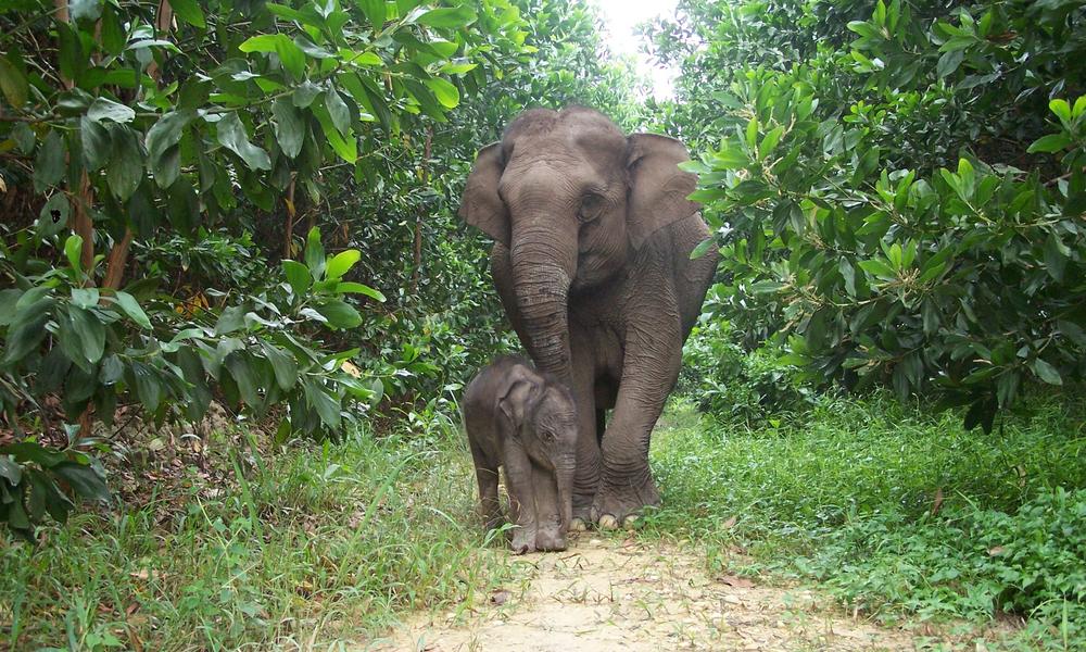 loài động vật có nguy cơ biến mất vĩnh viễn trên Trái Đất