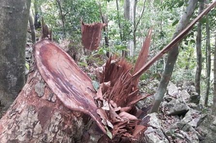 Gỗ ‘máu’