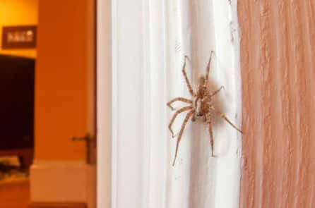 Vì sao không nên giết nhện sống trong nhà bạn?