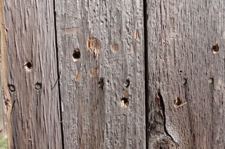 Suy ngẫm: Sự giận dữ như những chiếc đinh cắm vào hàng rào