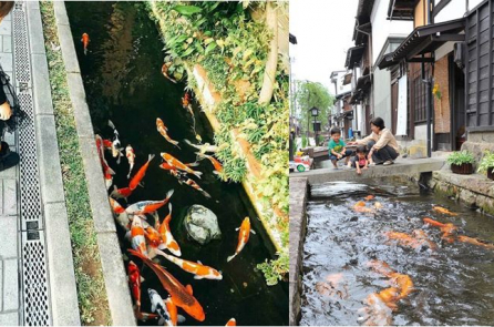 Cá chép bơi lội tung tăng trong các rãnh nước thải ở Nhật