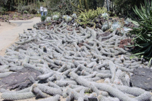 Kỳ lạ loài xương rồng Mexico biết “bò” như sâu trong sa mạc