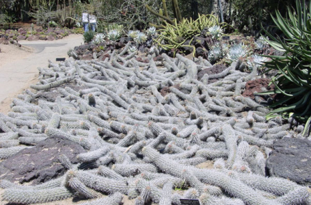 Kỳ lạ loài xương rồng Mexico biết “bò” như sâu trong sa mạc