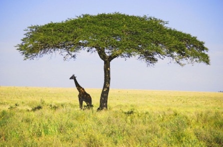 “Thực vật đơn giản chỉ là loài động vật rất chậm”