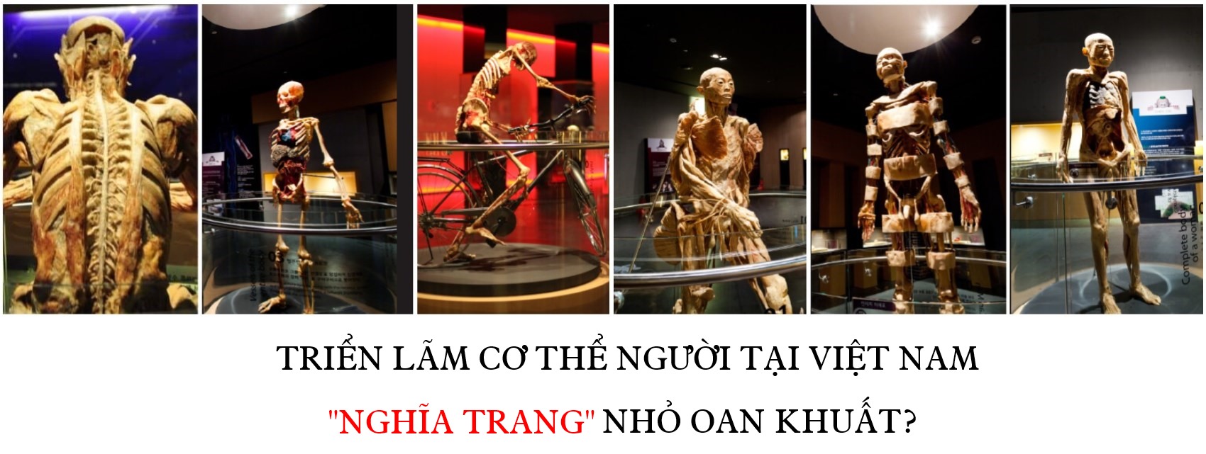 Triển lãm cơ thể người tại Việt Nam hay "nghĩa trang" nhỏ oan khuất?