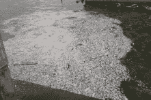 BQL Hồ Tây: ‘Cá chết là do thay đổi thời tiết’