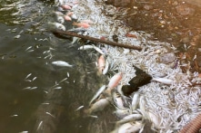 Cá lại chết trắng mặt Hồ Tây, bốc mùi hôi thối