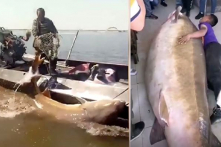 Ngư dân Trung Quốc bắt được cá khổng lồ trăm tuổi nặng hơn nửa tấn