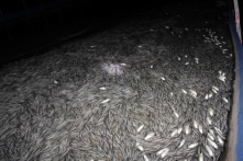 Cá chạch lấu chết hàng loạt tại An Giang