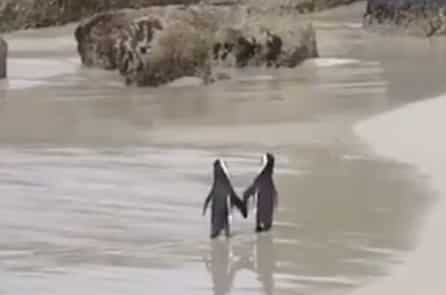 Chim cánh cụt nắm tay, vì chúng rất thủy chung (video)