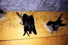 Bạc Liêu: Đề xuất 14 cán bộ ra nước ngoài học nuôi chim yến