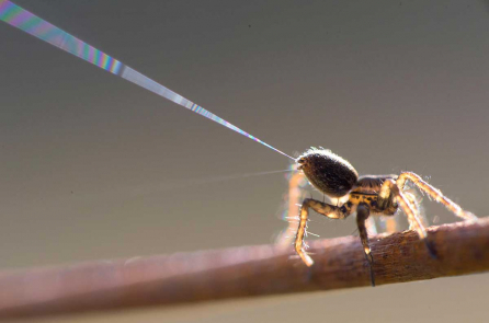 Lợi dụng điện trường, nhện có thể bay hàng dặm mà không cần cánh