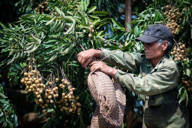 Ngọt thanh nhãn lồng xứ Huế