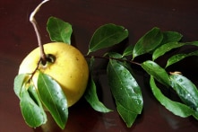 Vu Lan ngạt ngào hương thị