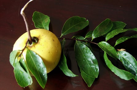 Vu Lan ngạt ngào hương thị