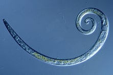 Siberi: Hồi sinh những con giun bị đóng băng 42.000 năm