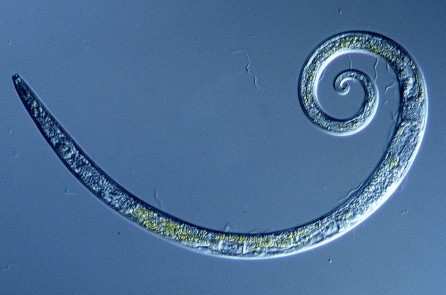 Siberi: Hồi sinh những con giun bị đóng băng 42.000 năm