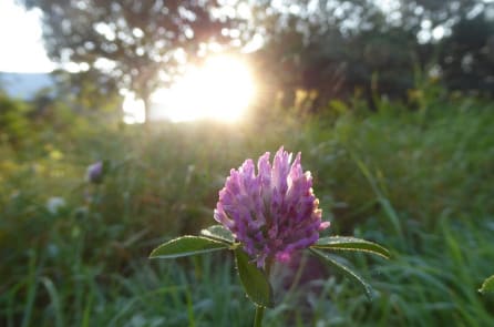 Thay vì trồng cỏ trong vườn, hãy trồng loại cây này