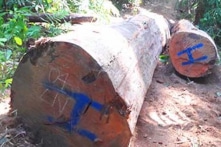 Gia Lai: Kỷ luật khiển trách 7 cán bộ để xảy ra tình trạng phá rừng