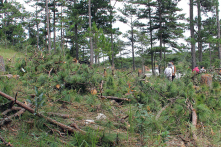 84 dự án không kịp phát hiện, để mất 1.157 ha rừng