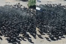 Nước Úc hạn hán nghiêm trọng, hàng ngàn con bò giành nước uống