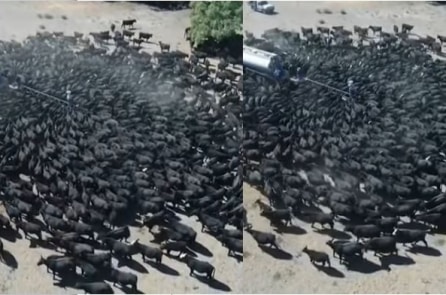 Nước Úc hạn hán nghiêm trọng, hàng ngàn con bò giành nước uống