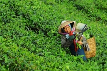 Ngành chè xáo động vì công ty Trung Quốc ‘tranh mua đoạt bán’