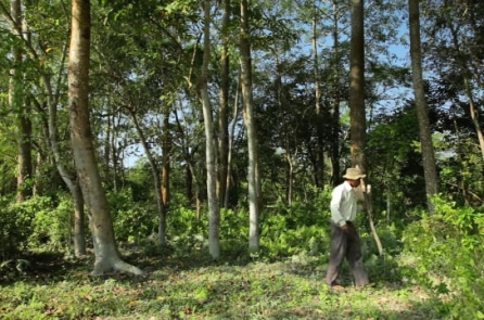 Người đàn ông Ấn Độ hơn 40 năm trồng cây gây rừng trên đảo