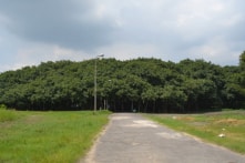 Cây Gừa rộng nhất thế giới, trông giống như một khu rừng