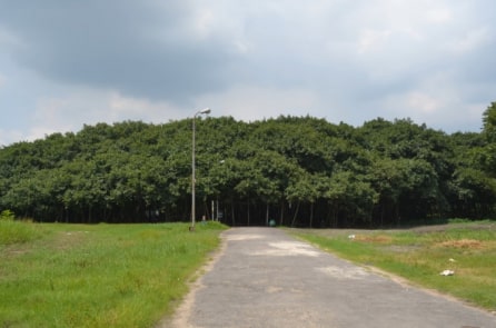 Cây Gừa rộng nhất thế giới, trông giống như một khu rừng